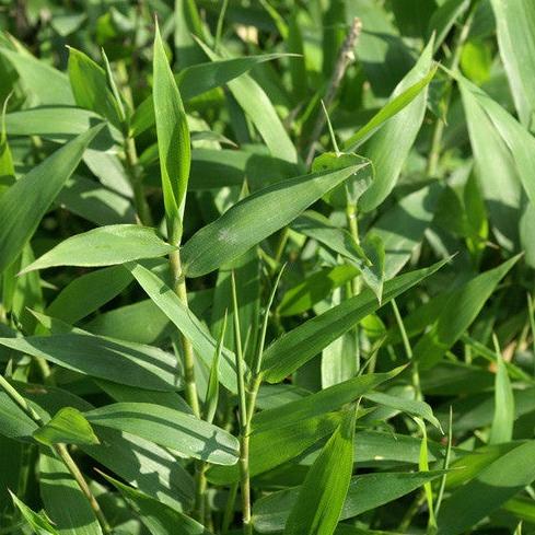 Pleioblastus Distichus Dwarf Fern Leaf Bamboo Plant For Your Garden
