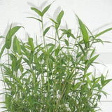 Pleioblastus Distichus Dwarf Fern Leaf Bamboo Plant For Your Garden