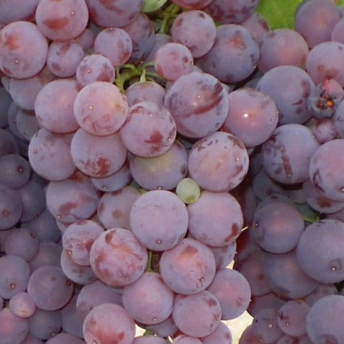 Einset Red Seedless Grape