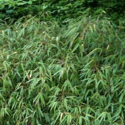 Buy Online Fargesia Murielae Clumping Bamboo Plant For Your Garden.