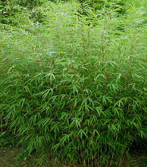 Buy Online Fargesia rufa Sunset Glow Clumping Bamboo Plant