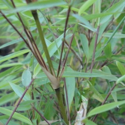 Buy Online Fargesia rufa Sunset Glow Clumping Bamboo Plant