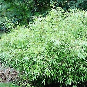 Buy Online Fargesia rufa Sunset Glow Clumping Bamboo Plant