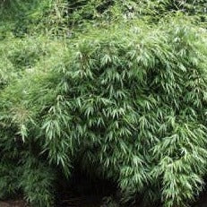 Buy Online Fargesia rufa Sunset Glow Clumping Bamboo Plant