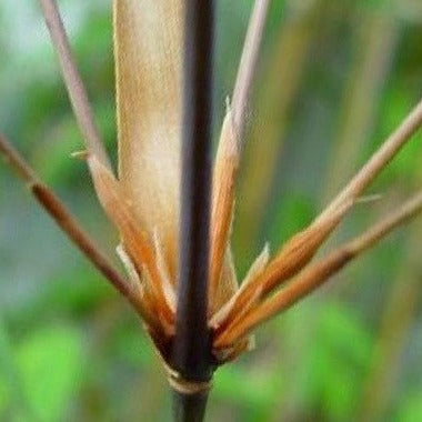 Fargesia Scabrida Bamboo