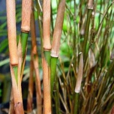 Fargesia Scabrida Bamboo