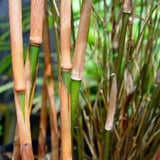 Fargesia Scabrida Bamboo
