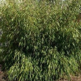 Fargesia Scabrida Bamboo