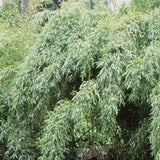Buy Online Fargesia Denudata Clumping Bamboo Plant For Your Garden.