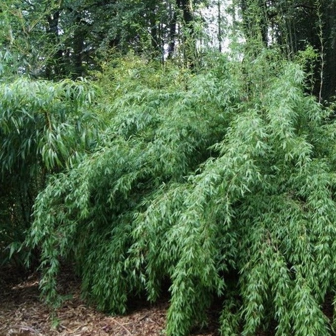 Buy Online Fargesia Denudata Clumping Bamboo Plant For Your Garden.