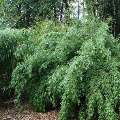 Buy Online Fargesia Denudata Clumping Bamboo Plant For Your Garden.