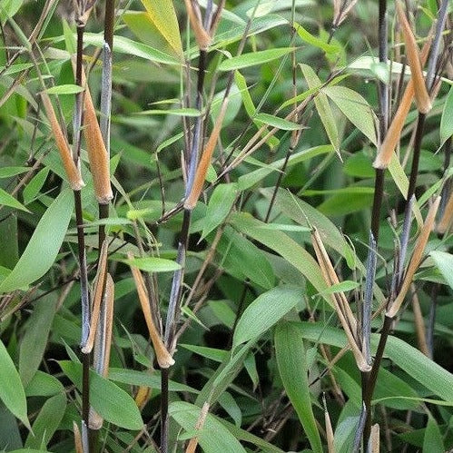 Buy Online Fargesia Nitida Clumping Bmbaoo Plant For Your Home &Garden