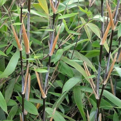 Buy Online Fargesia Nitida Clumping Bmbaoo Plant For Your Home &Garden