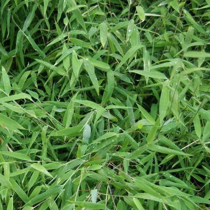 Buy Online Fargesia Nitida Clumping Bmbaoo Plant For Your Home &Garden