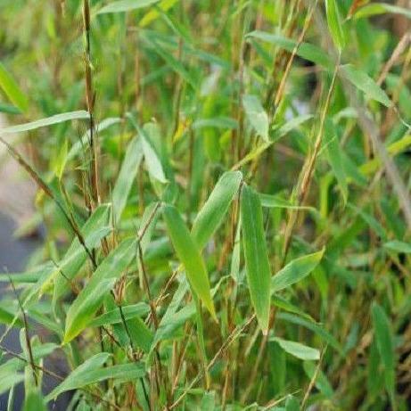 Buy Online Fargesia Nitida Clumping Bmbaoo Plant For Your Home &Garden