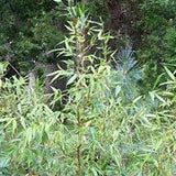 Buy Online Fargesia Robusta Wolong Clump Bamboo Plant For Your Garden.