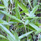 Buy Online Fargesia Robusta Wolong Clump Bamboo Plant For Your Garden.