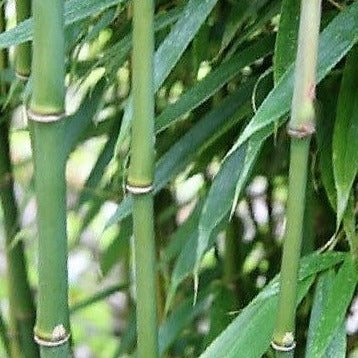 Buy Online Fargesia Robusta Wolong Clump Bamboo Plant For Your Garden.