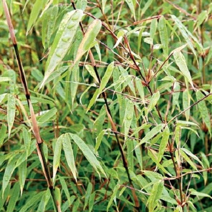 Buy Online Fargesia rufa Sunset Glow Clumping Bamboo Plant