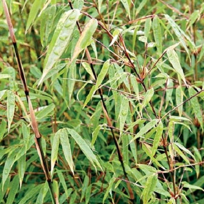 Buy Online Fargesia rufa Sunset Glow Clumping Bamboo Plant