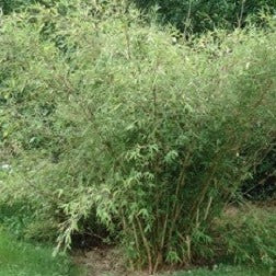 Buy Online Borinda Utilis Clumping Bamboo Plant For Your Home & Garden