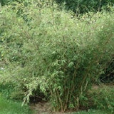 Buy Online Borinda Utilis Clumping Bamboo Plant For Your Home & Garden