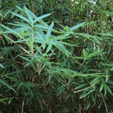 Bambusa Multiplex Fern Leaf Bamboo Plant For Your Garden