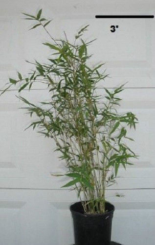 Bambusa Multiplex Fern Leaf Bamboo Plant For Your Garden