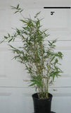 Bambusa Multiplex Fern Leaf Bamboo Plant For Your Garden
