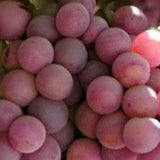 Buy Online Flame Grape Fruit Vine For Your Home And Garden.