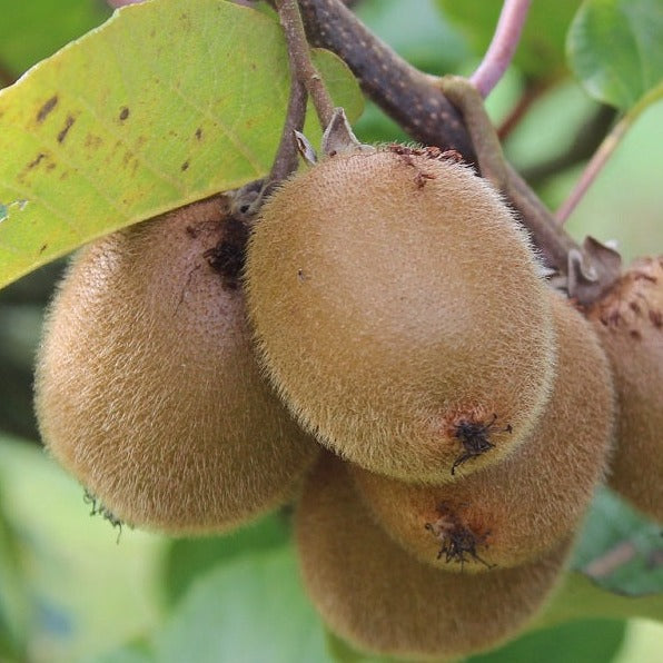 MayaGardensInc Actinidia Deliciosa Hayward Kiwi