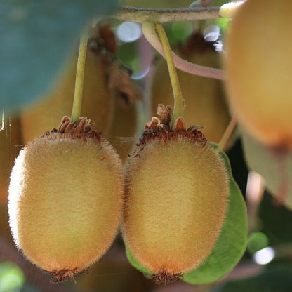 Actinidia Deliciosa ‘Abbott’ Female Kiwi