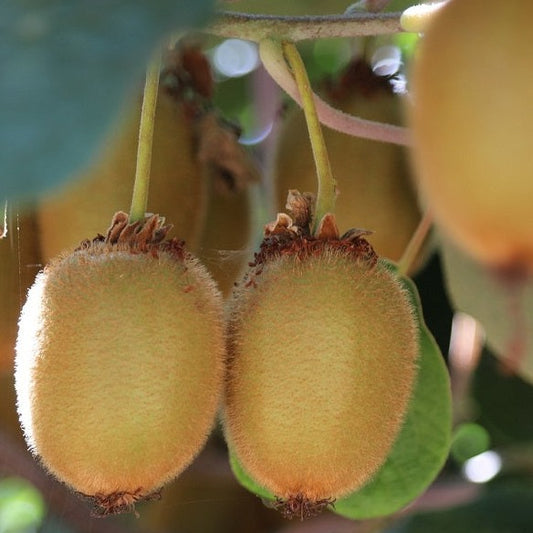Actinidia Deliciosa 'Vincent' Female Kiwi