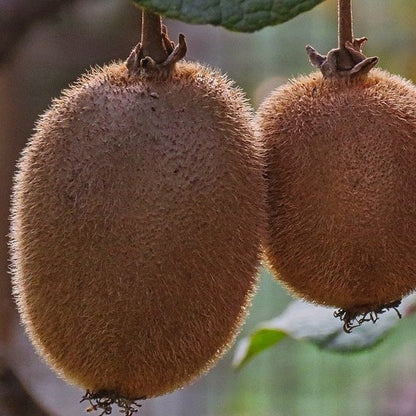 Actinidia Deliciosa 'Hayward' Female Kiwi