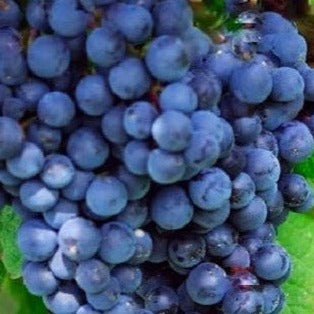 Black Monukka Seedless Grape