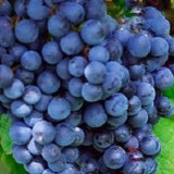 Black Monukka Seedless Grape