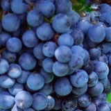 Buy Online Glenora Grape Fruit Vine For Your Home And Garden.
