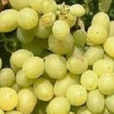 Interlaken Seedless Grape