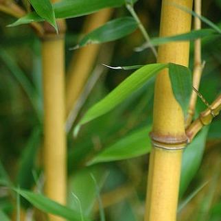 Phyllostachys aureosulcata ‘Aureocaulis’, Golden Crookstem Bamboo