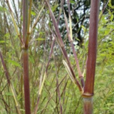 Phyllostachys aureosulcata ‘Aureocaulis’, Golden Crookstem Bamboo