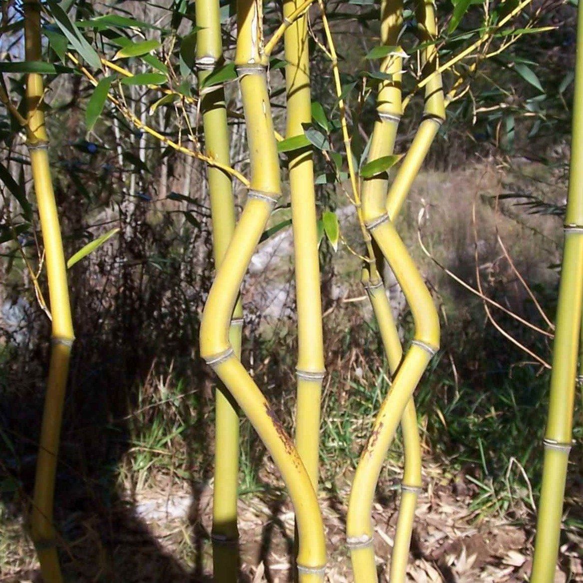 Phyllostachys aureosulcata ‘Aureocaulis’, Golden Crookstem Bamboo