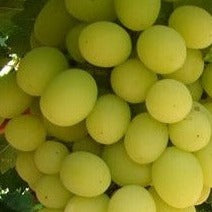 Buy Online Golden Muscat Grape Fruit Vine For Your Home And Garden.