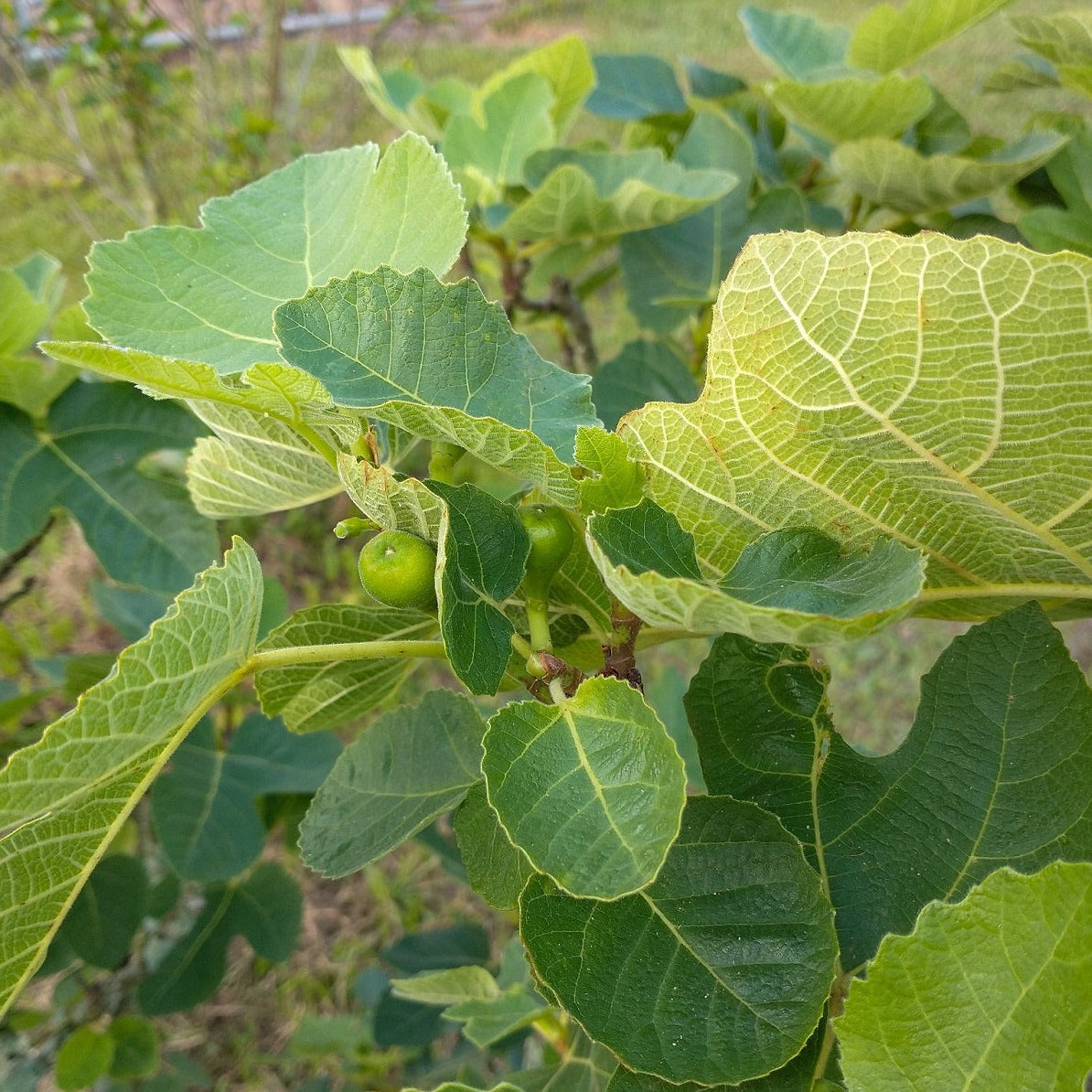 Timla Fig Tree Buy Online Lattarulla Fruiting Fig Tree Plant For Your Home and Garden ...