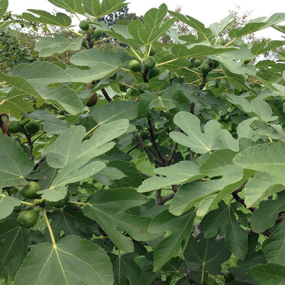 Green Ischia Verte Fig