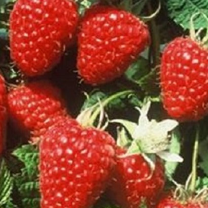 Buy Online Kokanee Red Raspberry Fruit Plants For Your Home & Garden