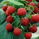 Buy Online Kokanee Red Raspberry Fruit Plants For Your Home & Garden