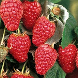 Buy Online Meeker Red Raspberry Fruit Plants For Your Home & Garden