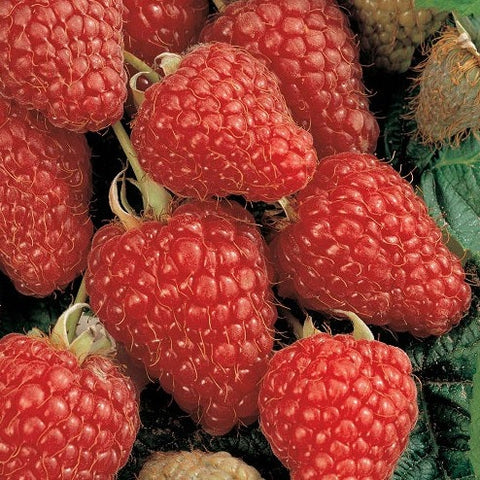 Tulameen Red Raspberry