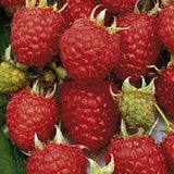 Buy Online Lewis Red Raspberry Fruit Plants For Your Home & Garden