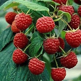 Heritage Red Raspberry
